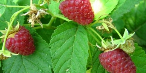 Opis sorte maline indijsko ljeto